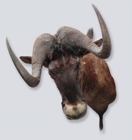 Opgezette KOP WITSTAART GNU antilope