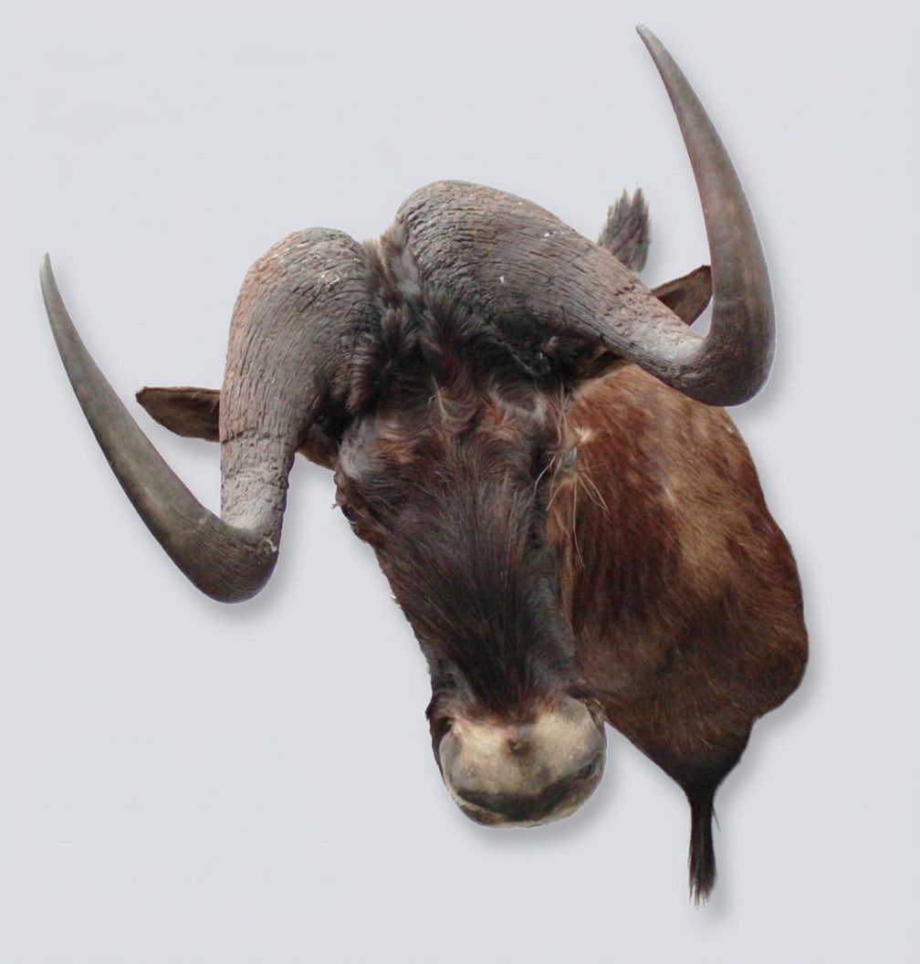 Opgezette KOP WITSTAART GNU antilope