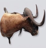 Opgezette KOP WITSTAART GNU antilope