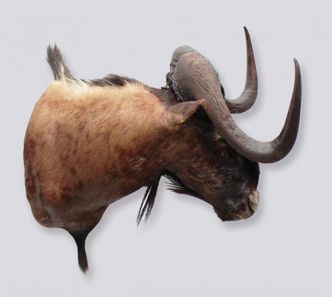 Opgezette KOP WITSTAART GNU antilope