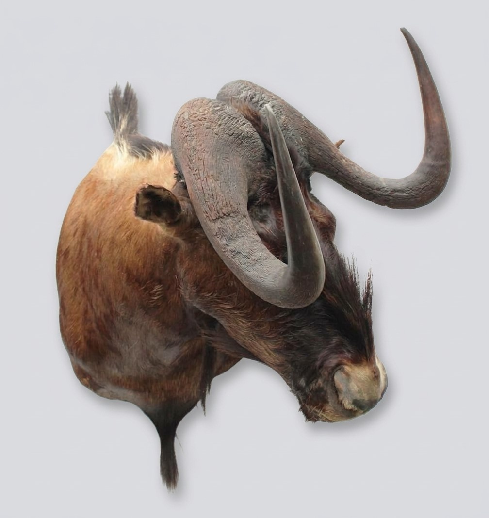 Opgezette KOP WITSTAART GNU antilope