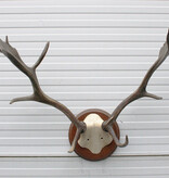 DAMHERT GEWEI - Veluwe - op kunstschedel - ref. A