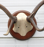 DAMHERT GEWEI - Veluwe - op kunstschedel - ref. A