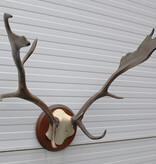 DAMHERT GEWEI - Veluwe - op kunstschedel - ref. A