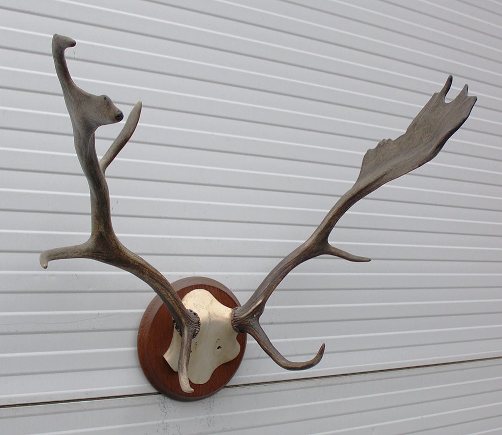 DAMHERT GEWEI - Veluwe - op kunstschedel - ref. A