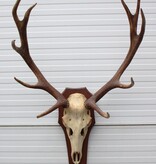 EDELHERT GEWEI 10-ender - Veluwe -HET LOO