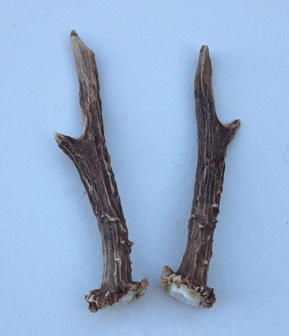 REE GEWEI PAAR 15 cm