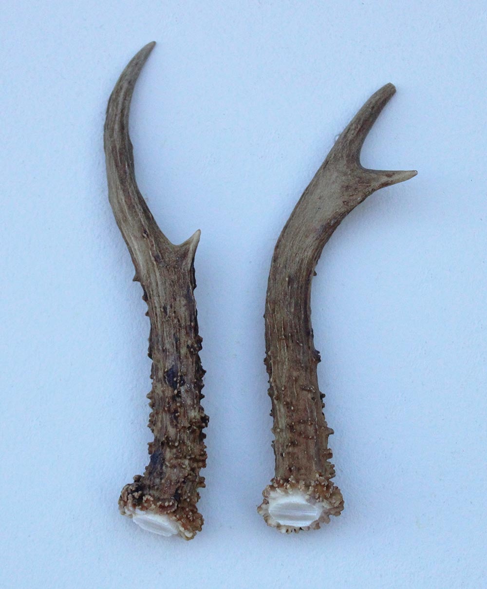 REE GEWEI PAAR 16 cm