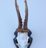 Groot zesender REE GEWEI  - volle rozen - stanglengte 23 cm