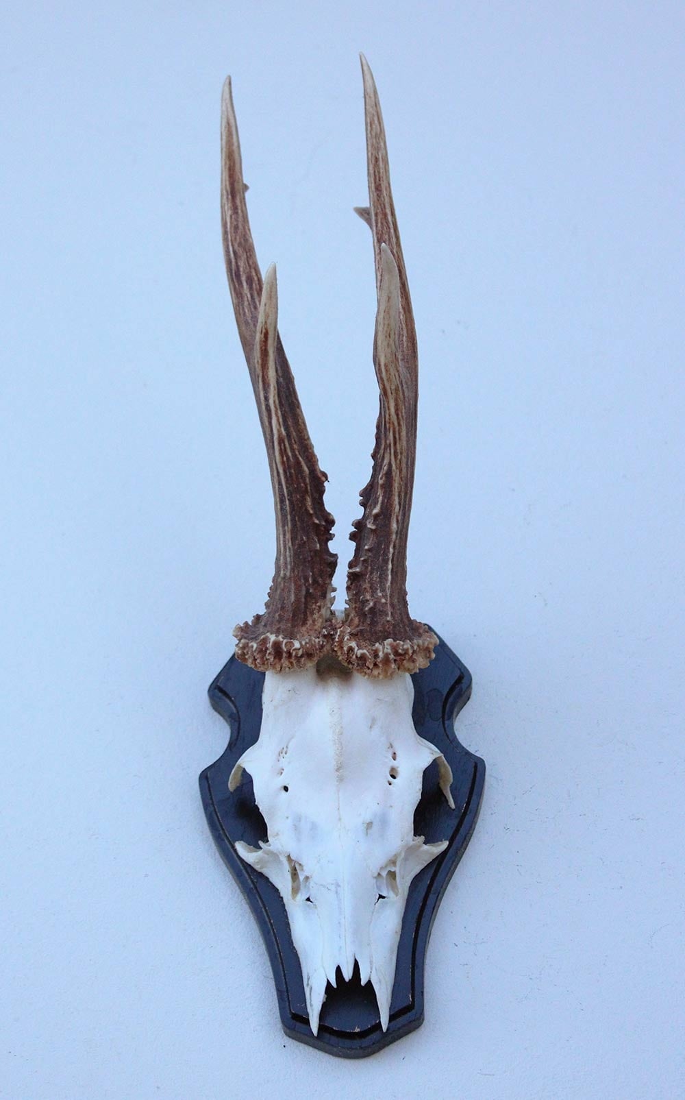 Groot zesender REE GEWEI  - volle rozen - stanglengte 23 cm