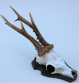 Groot zesender REE GEWEI  - volle rozen - stanglengte 23 cm