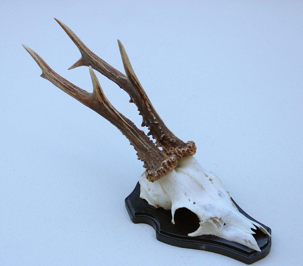 Groot zesender REE GEWEI  - volle rozen - stanglengte 23 cm