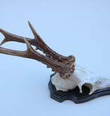 Groot zesender REE GEWEI  - volle rozen - stanglengte 23 cm