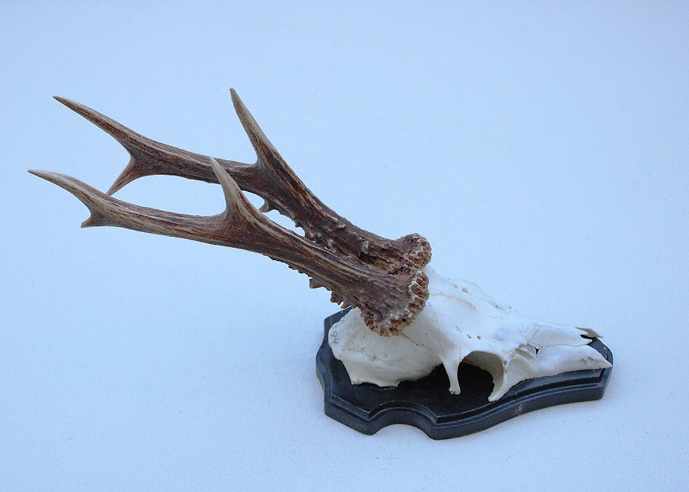 Groot zesender REE GEWEI  - volle rozen - stanglengte 23 cm