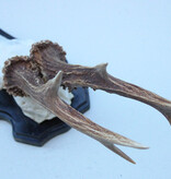 Groot zesender REE GEWEI  - volle rozen - stanglengte 23 cm