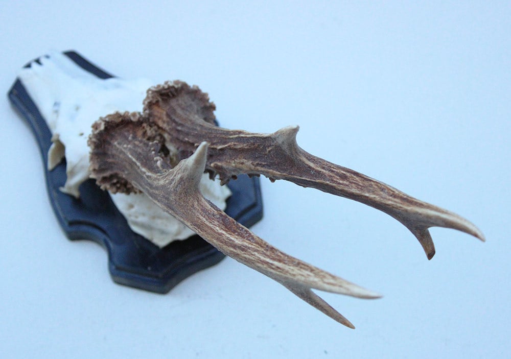 Groot zesender REE GEWEI  - volle rozen - stanglengte 23 cm