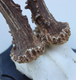 Groot zesender REE GEWEI  - volle rozen - stanglengte 23 cm