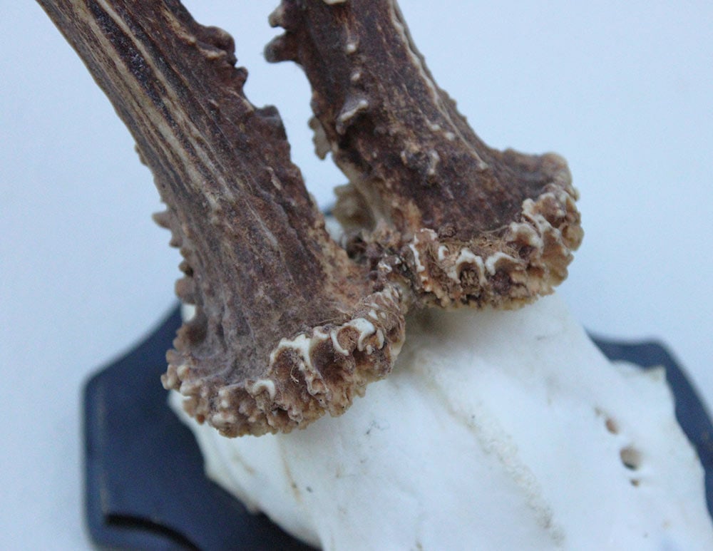 Groot zesender REE GEWEI  - volle rozen - stanglengte 23 cm