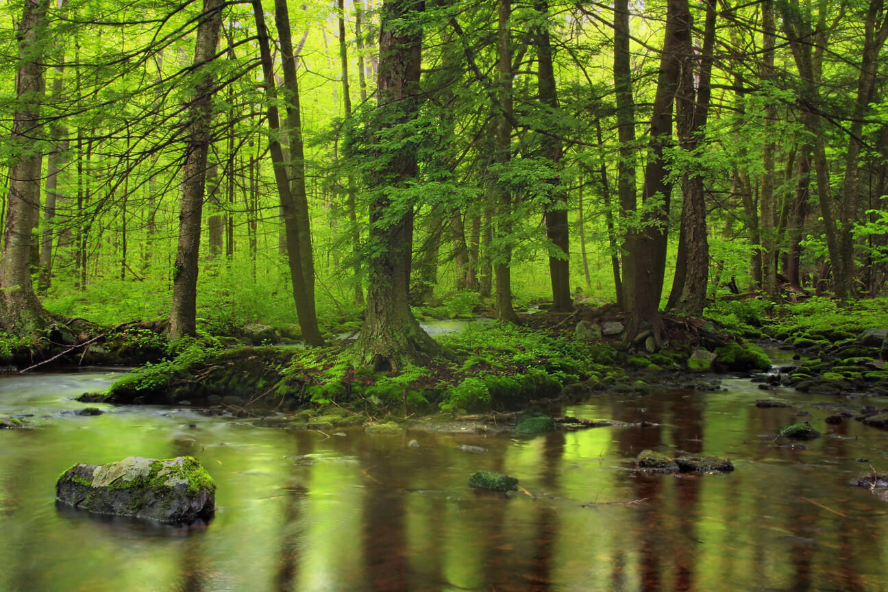 Au milieu d'une forêt luxuriante