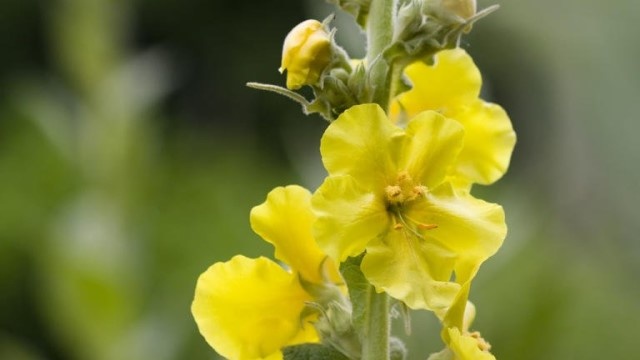 Königskerze - die erhabene Heilpflanze