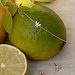 Beloro Jewels Della Spiga Farfalla bracciale in oro 9 carati con zirconia