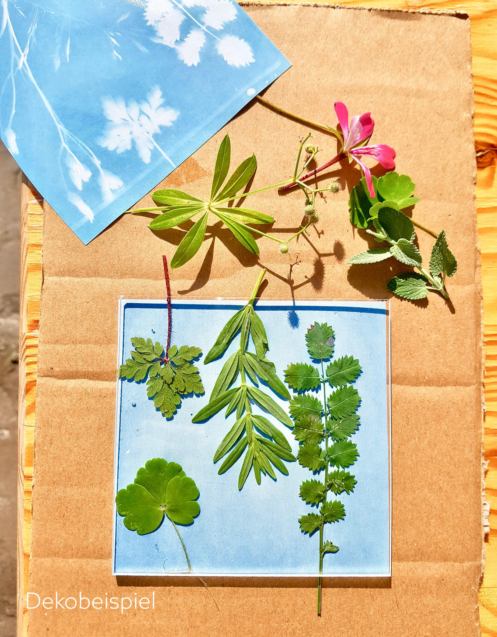 DIY Set Sunprint Kit
