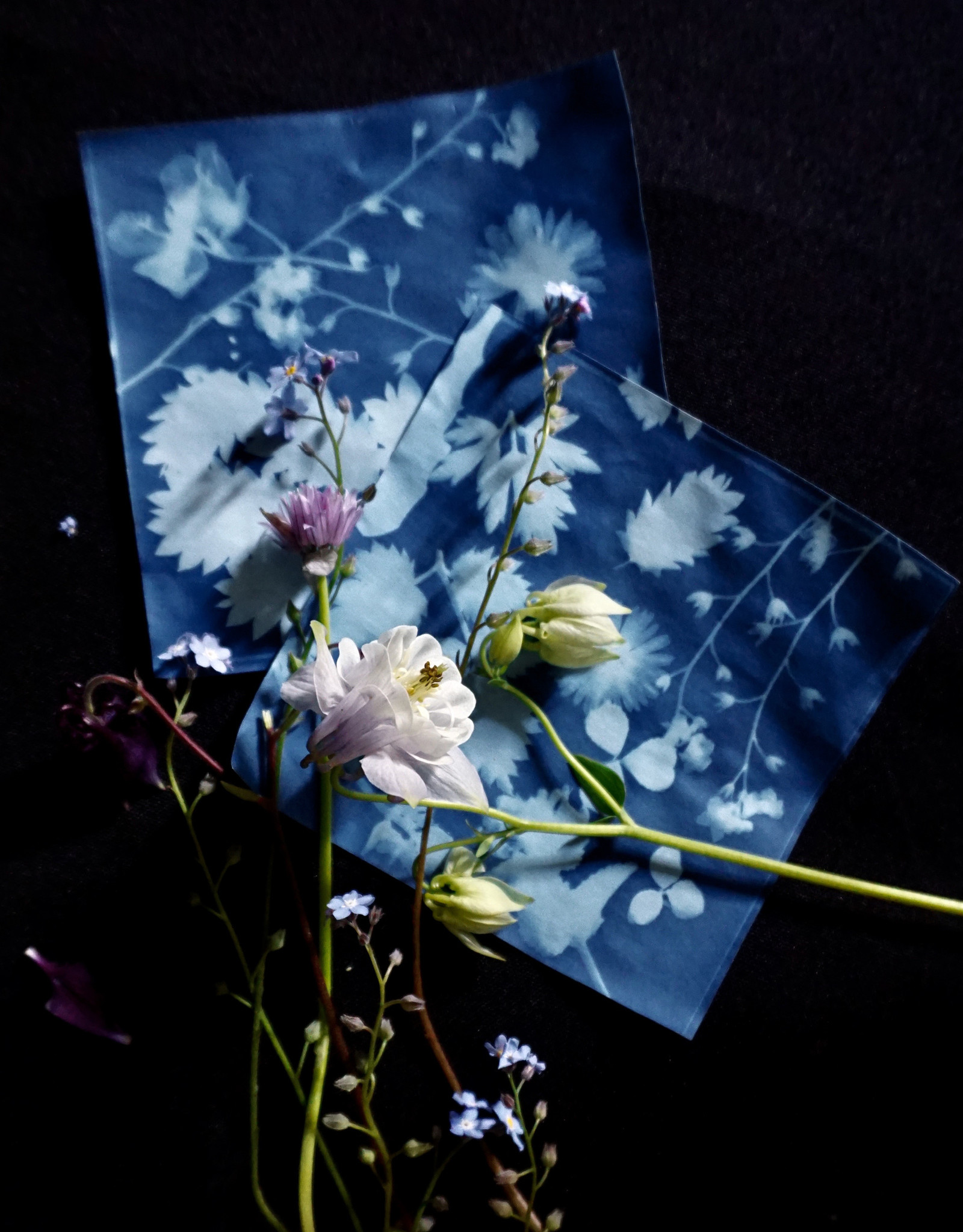 DIY Set Sunprint Kit