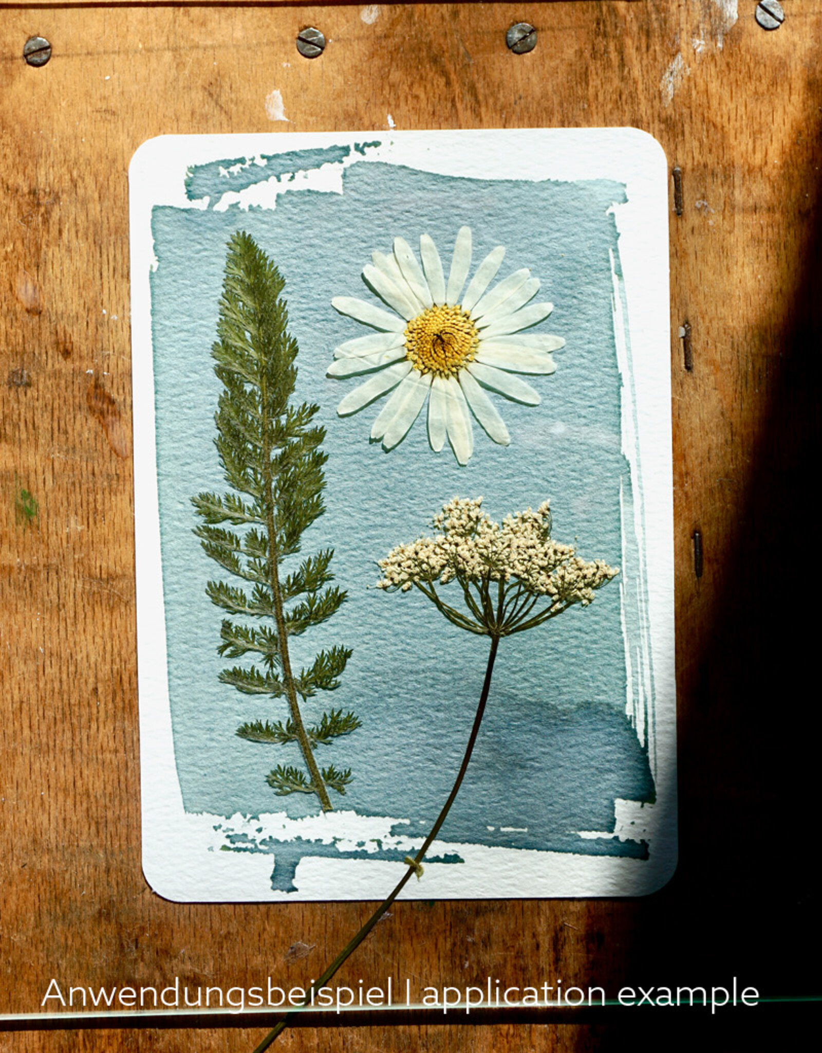 DIY Set DIY Cyanotype Kit I Sunprints I Postcards