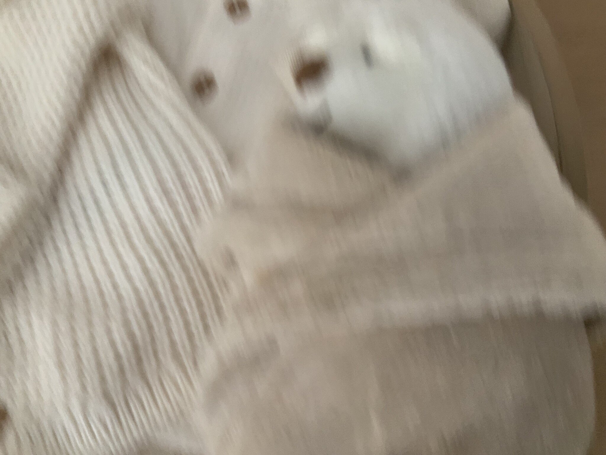 Carters CUDDLY MOLE