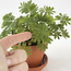 RADIS & CAPUCINE POT 8CM DÉCOUVERTE - MA PLANTE CHATOUILLEUSE