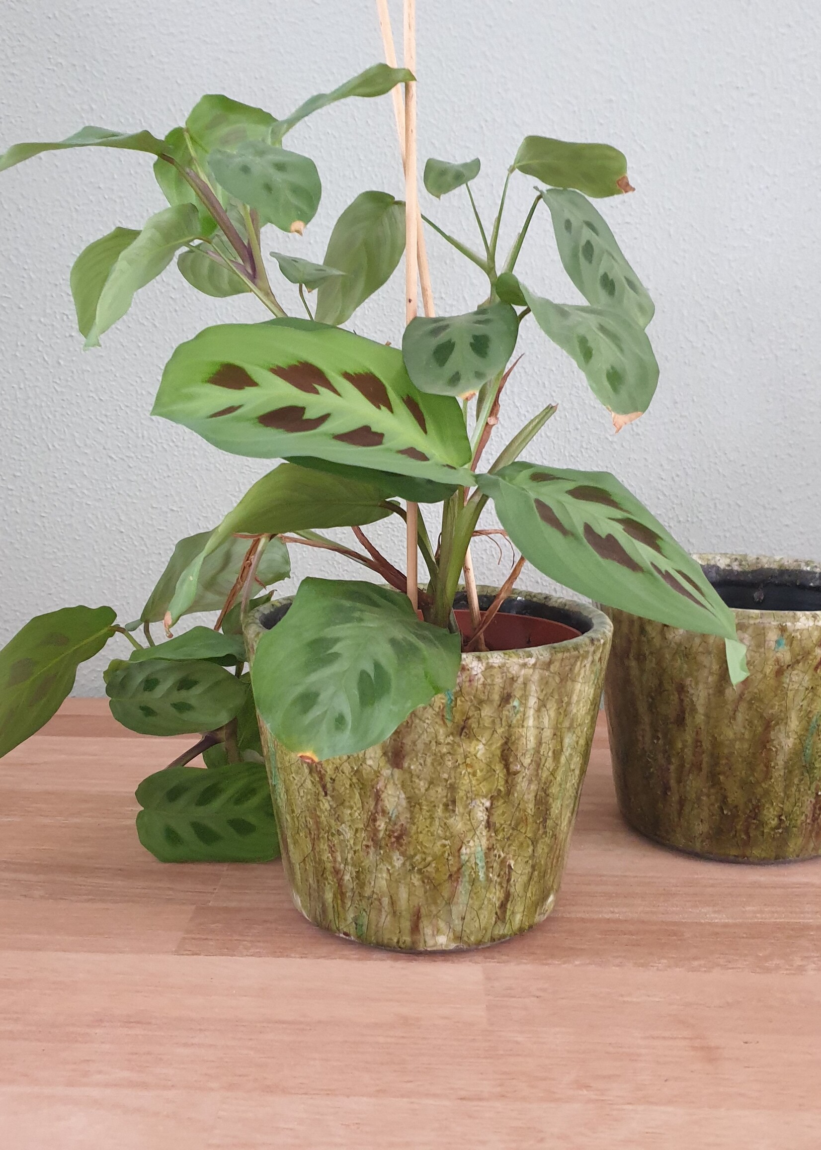 Decorations Bloempot Olive 14 cm