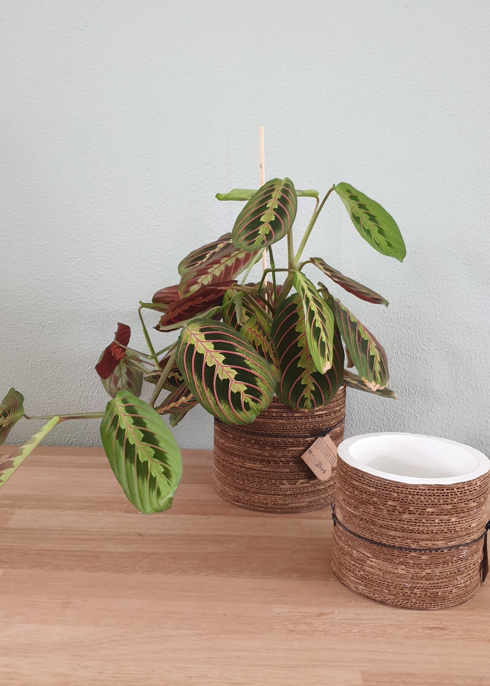 Bob bijzondere interieuraccessoires Corrugated pot natural white 11 x 13 cm