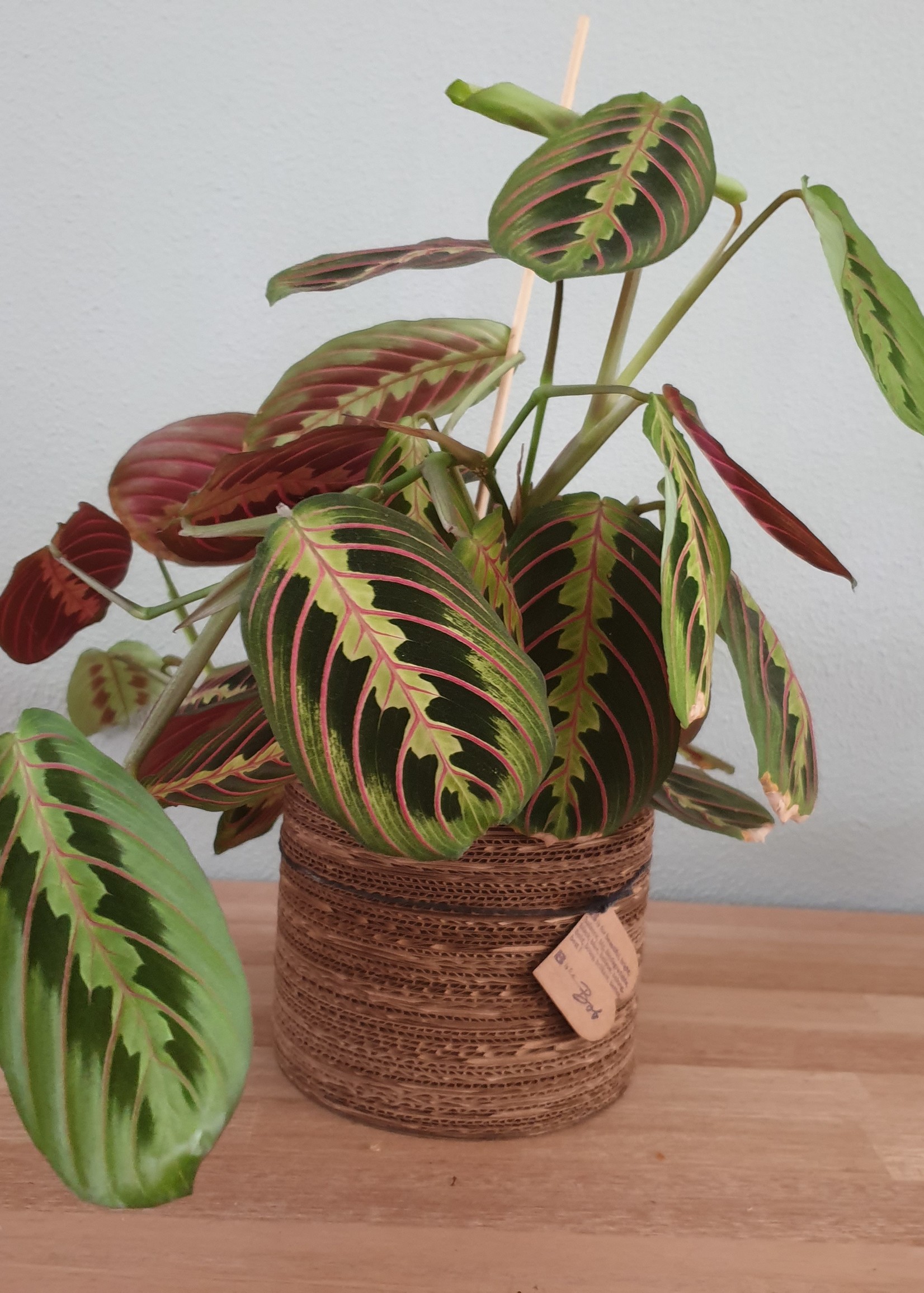 Bob Interieuraccessoires Corrugated pot natural white 13 x 15 cm