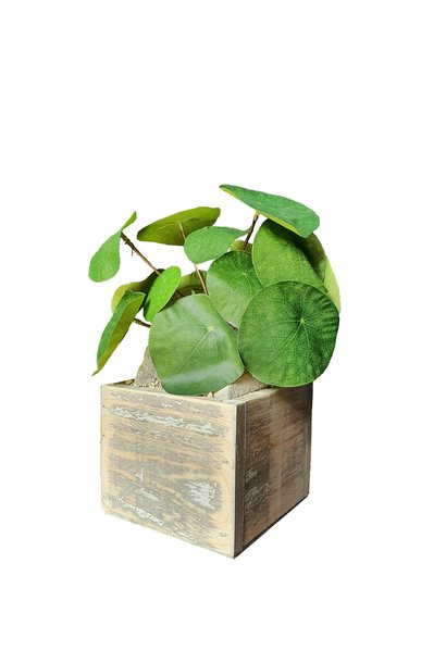 Pilea in pot