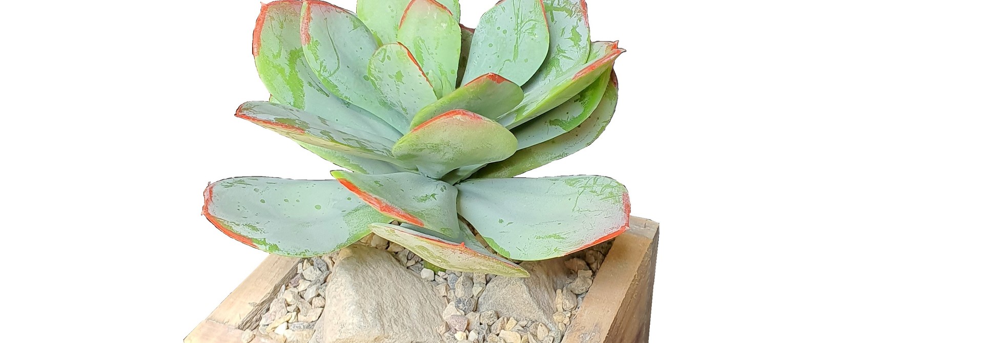 silk arr	old dutch	echeveria J13