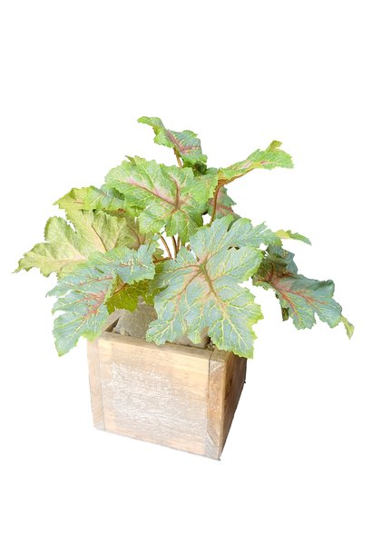 Heuchera in pot