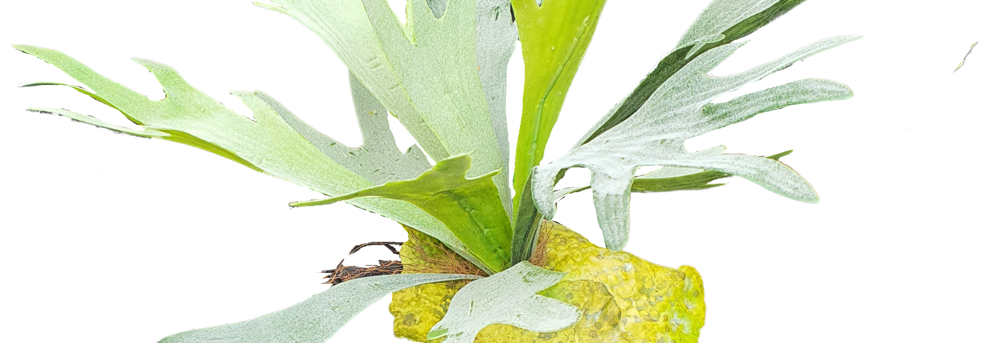 Staghorn fern 38cm