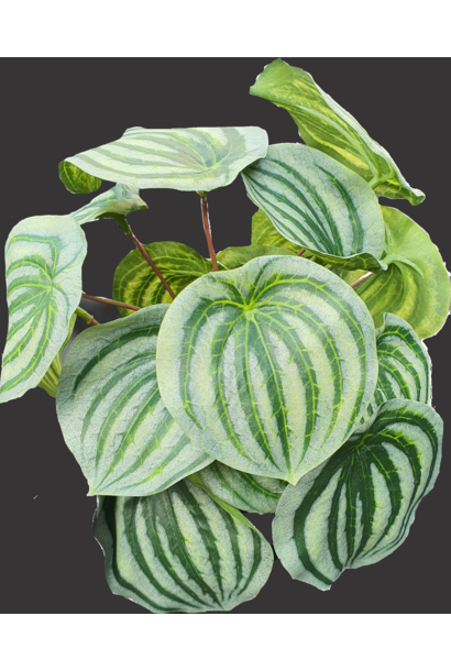 silk plant single