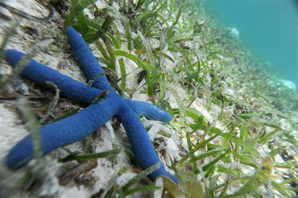 home dec shell starfish blue 6 pcs-3