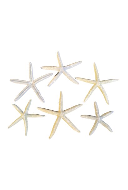 starfish blue (real)