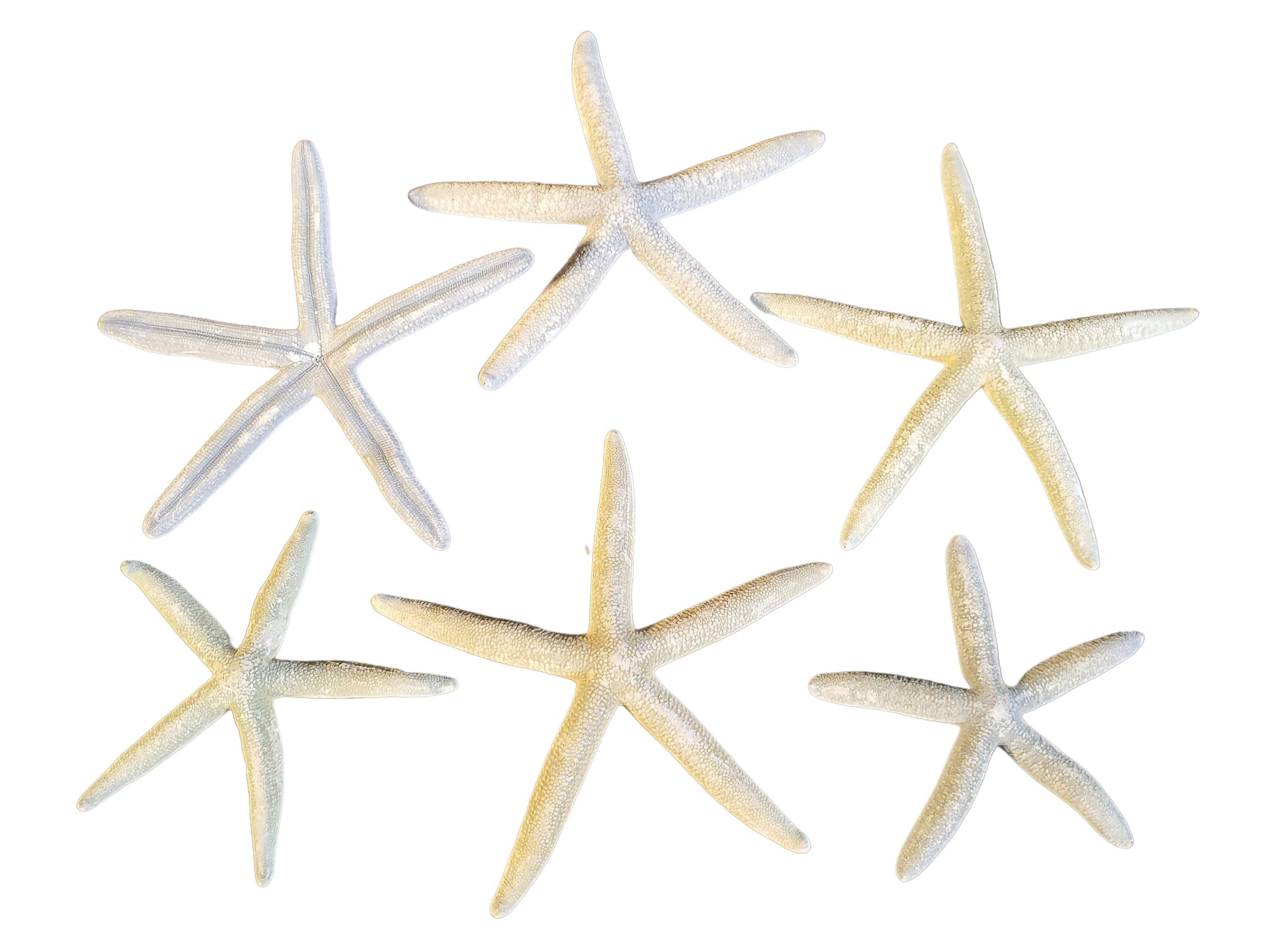 home dec shell starfish blue 6 pcs-1