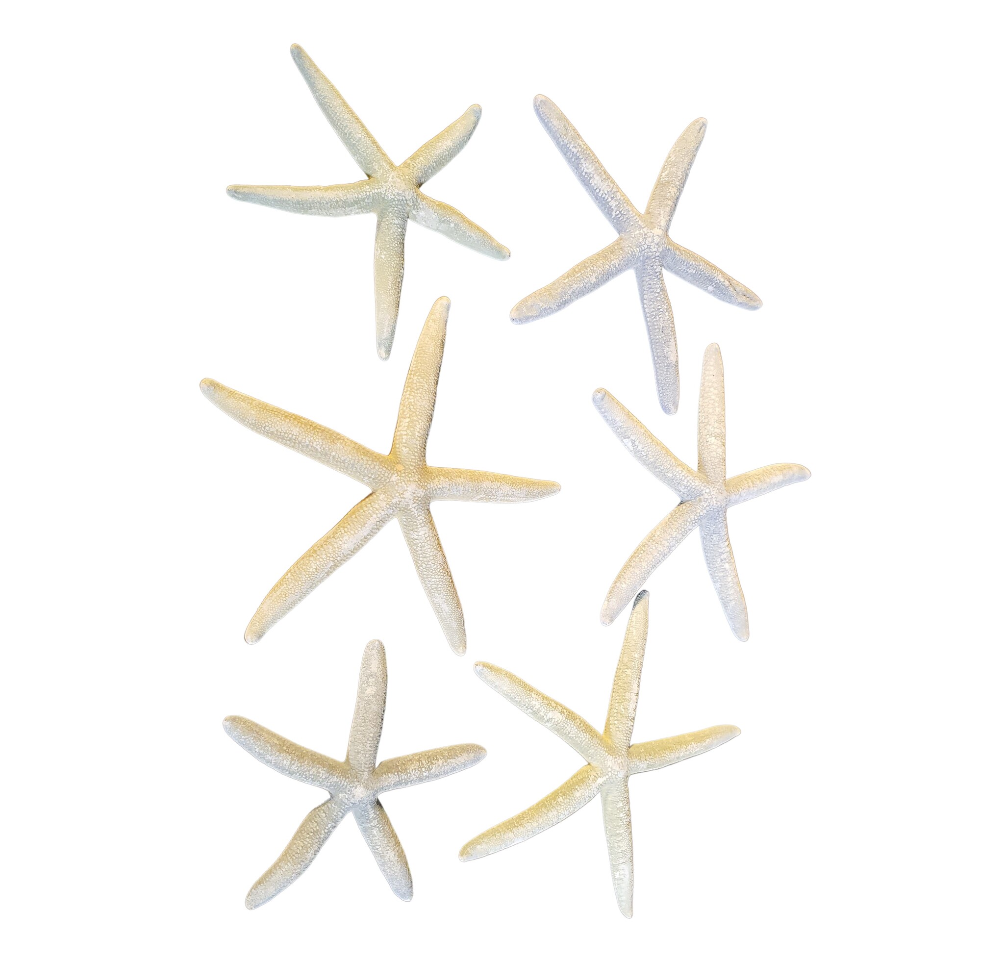 home dec shell starfish blue 6 pcs-4