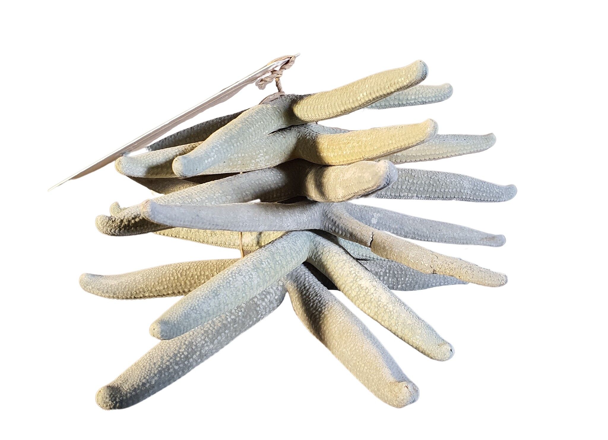 home dec shell starfish blue 6 pcs-2