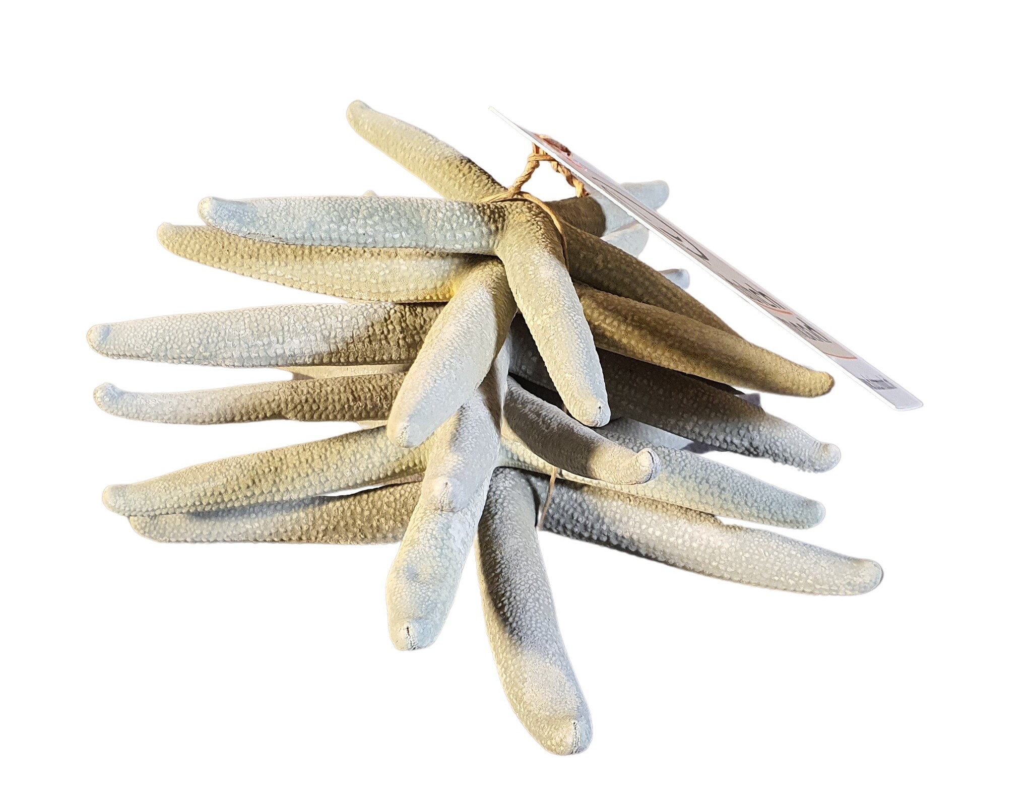 home dec shell starfish blue 6 pcs-6