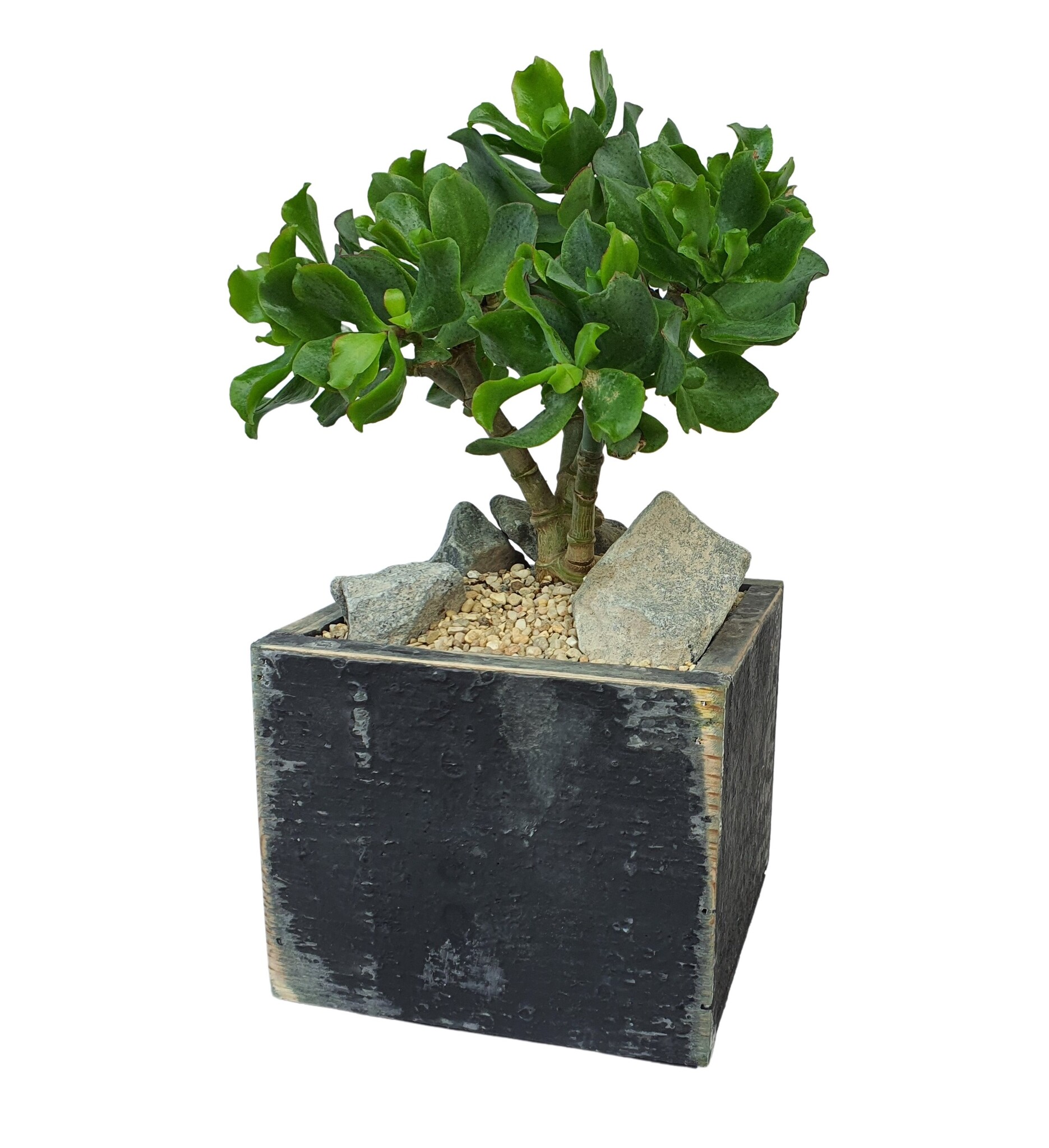 pot black berlin jacob 15-7