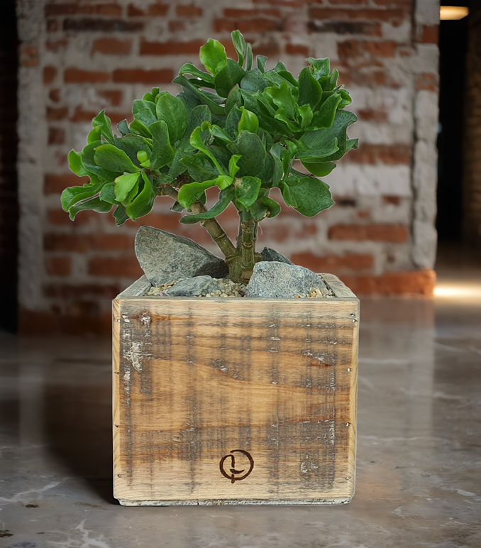 pot old dutch jacob 15-2