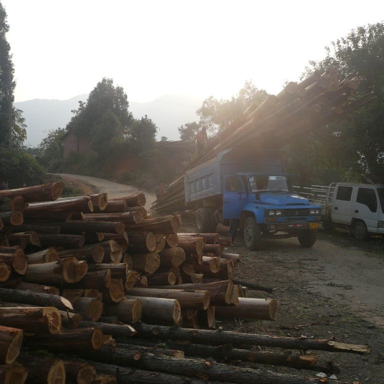 DutchMood van boom van eindproduct. Gecertificeerd hout. Alles in eigen beheer. 