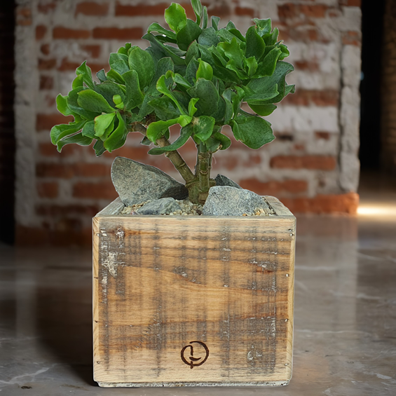 vierkante houten bloempot van doorleefd oud hout