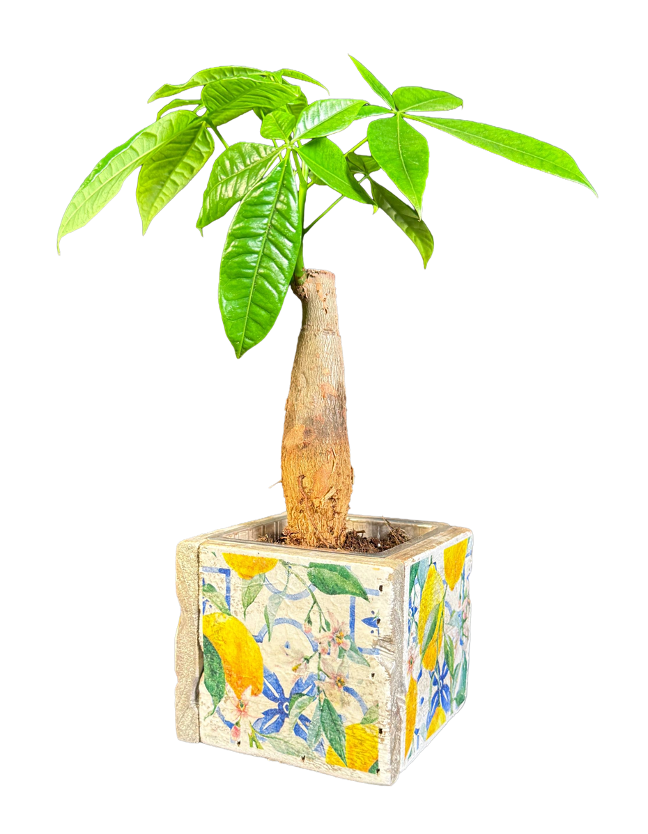 pot old dutch tiles 9 mediterranean lemon-10