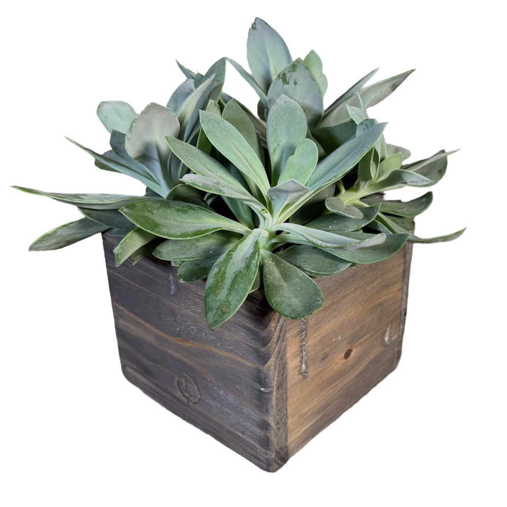 pot cairo grey jacob 13-3